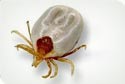 tick_antivenom_pic
