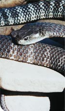 notechis_scutatis